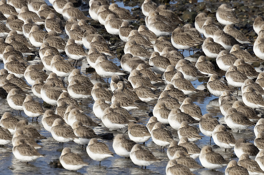 Dunlin